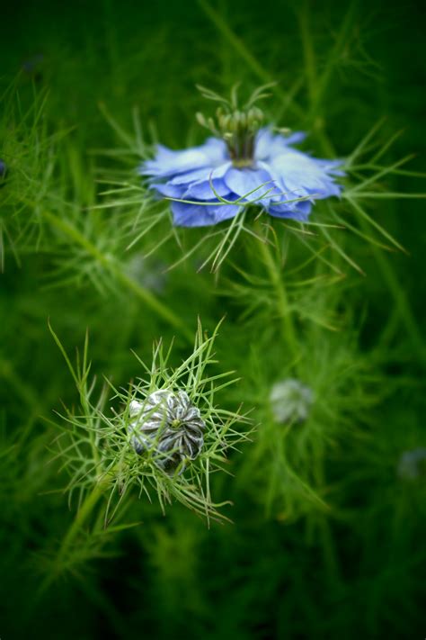 Free Images Nature Grass Meadow Herb Botany Blue Garden Flora