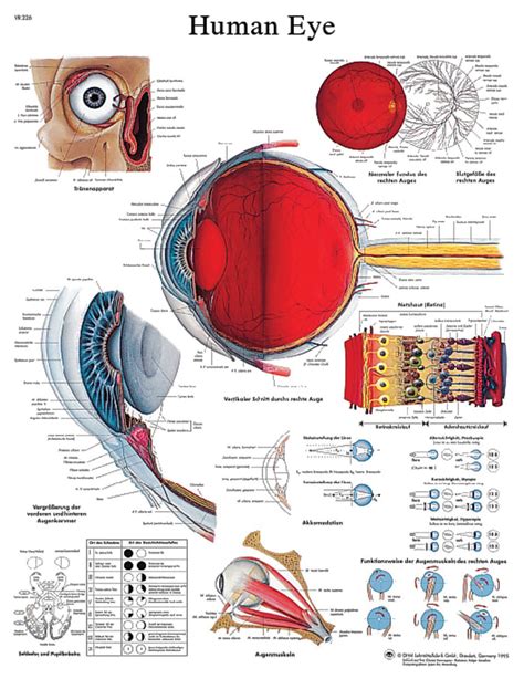 Anatomical Chart Eye Laminated Dsm Supply