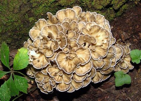 Hen Of The Woods Edible Mushrooms Found In Iowa Pinterest More