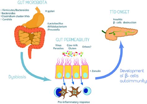 Role Of Microbiota In The Pathogenesis Of Type 1 Diabetes Mellitus
