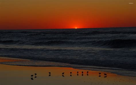Seagulls On The Beach At Dusk Wallpaper Beach Wallpapers 50947