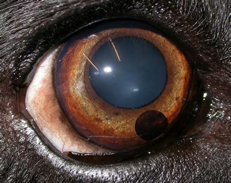 A Dog With A Black Blob Veterinary Ophthalmology