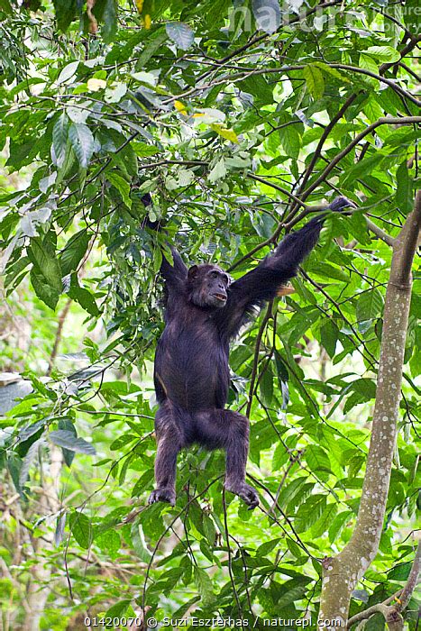 Nature Picture Library Chimpanzee Pan Troglodytes Swinging Through