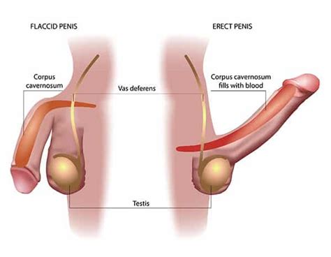 Erectile Dysfunction Causes Solutions For Ed Vancouver Clinic