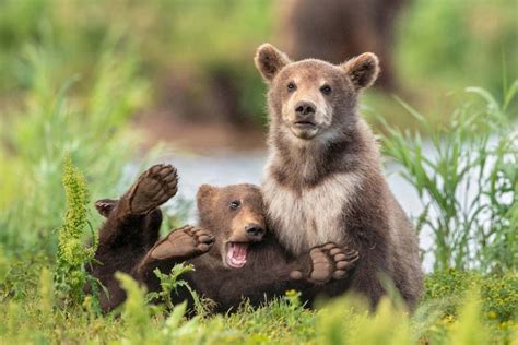 Hilarious Finalists Of The 2020 Comedy Wildlife Photography Awards