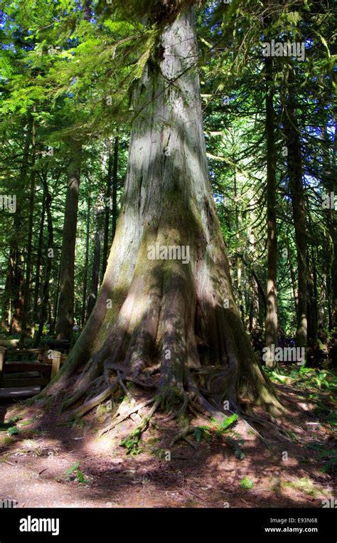 Photograph Of An Old Growth Cedar Tree In Cathedral Grove Bc Canada