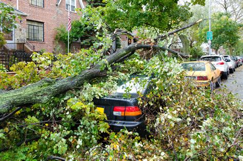 Maybe you would like to learn more about one of these? Emergency Tree Service In San Mateo - Tree Removal San Mateo