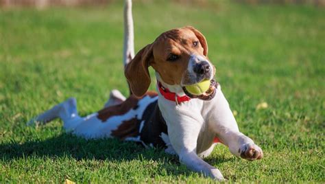 Texas Dog Law 2023 Rabies Dog Bites Dog Cruelty And Dog Chains