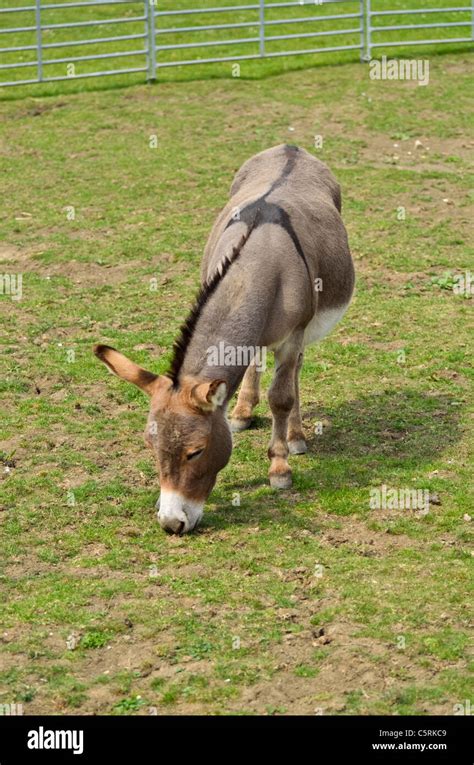 Donkey Grazing Stock Photo Alamy