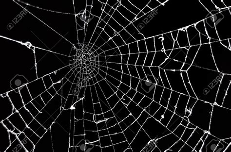 64 Spider Web Background On Wallpapersafari