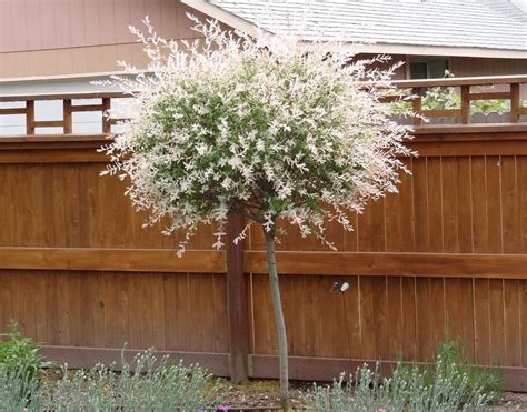 Japanese Dappled Nishiki Willow 3 Pot Shrubtree Etsy In 2020