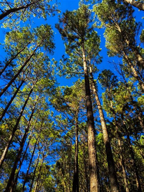 Blue Sky Through Forest Pine Forest Stock Image Image Of Greenery