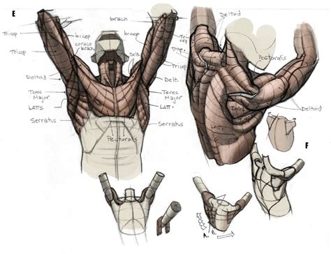 Arms Chest And Shoulders Human Body Drawing Human Anatomy Drawing