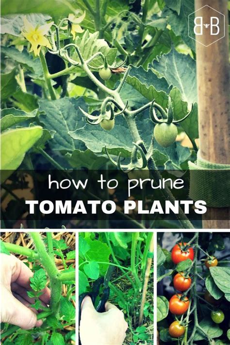 How To Prune Tomato Plants Bee And Basil Pruning