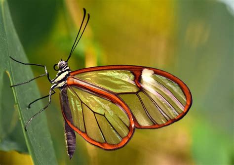 Hd Wallpaper Close Up Photo Of Brown And Black Glasswing Butterfly On