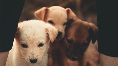 Three Cute Brown Puppies Between Man Legs Hd Animals