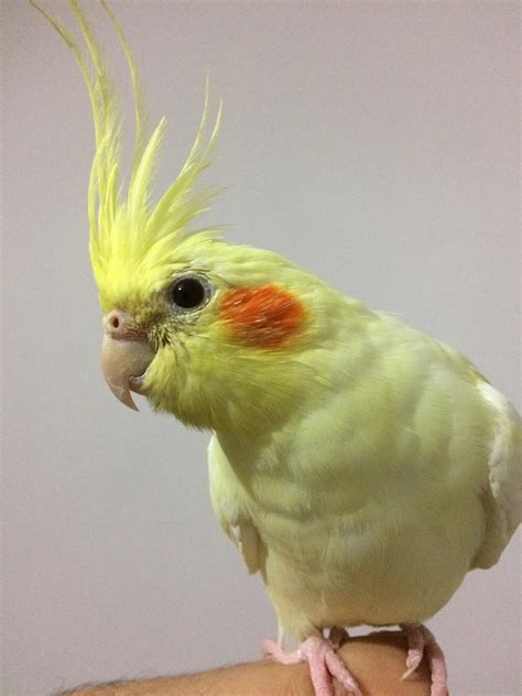 I believe that with a ringparrot, like any other bird, you have to get it's blood tested by a veterinarian to know if it is a male or a female. Can you guys tell me is my bird male or female? : cockatiel