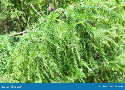 Green Branch Of Larch Tree In Forest In Summer Stock Image Image Of
