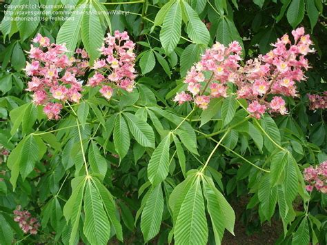 Plantfiles Pictures Red Horsechestnut Red Horse Chestnut Bottlebrush