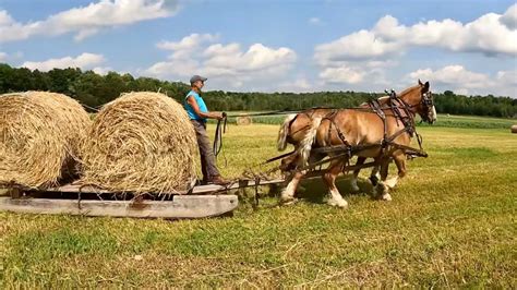 Haying With Horses And Special Helpers Draft Horse Farming Youtube