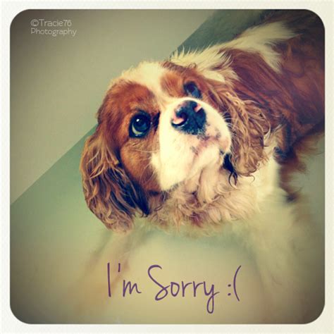 Im So Sorry Free Sorry Ecards Greeting Cards 123 Greetings