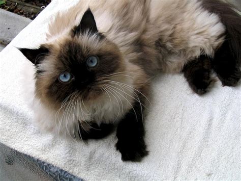 See more of lilac & chocolate persian and himalayan cats on facebook. The Most Visually Stunning Cat Breeds - ViewKick