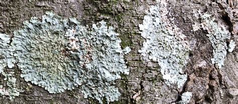 Will This Green Mold Lichens Growing On My Tree Kill It By Tree