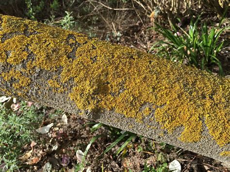 Basic forms are lacht, lachte and hat gelacht. Crustose Lichen - Learn About Nature