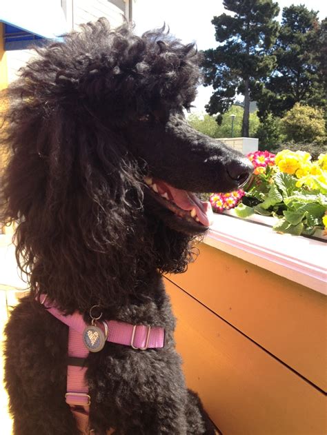 Wind In Her Hair Pretty Poodle Pretty Poodles Standard Poodle Poodle