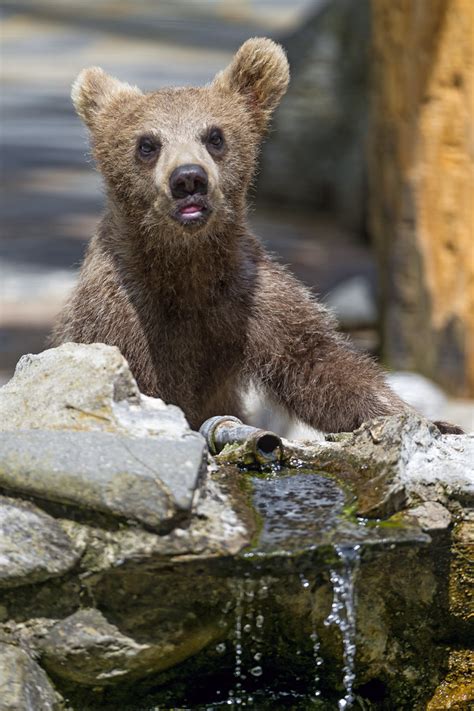 Baby Bear And Waterfall The Cute Bear Cub Posing Over