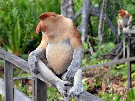 Malaysia Borneo Proboscis Monkey