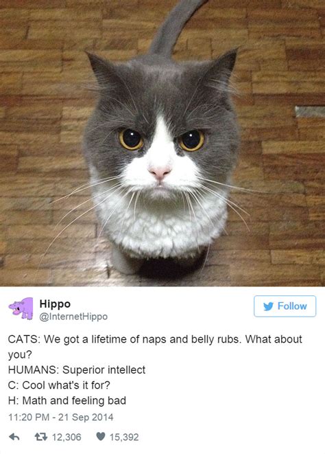 12 Hilarious Tweets About Cats We Love Cats And Kittens