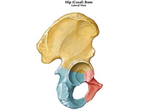 Hip Coxal Bone Lateral View Quiz