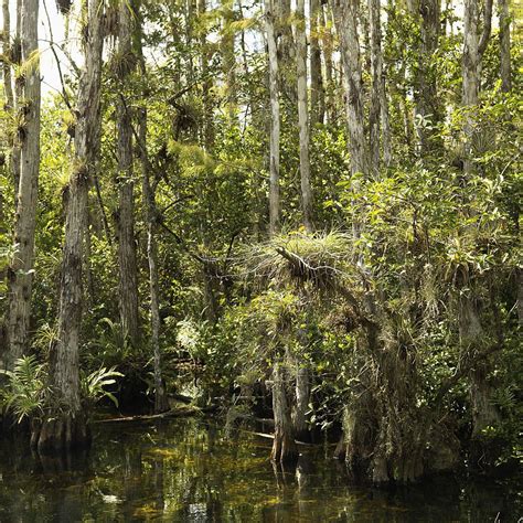 Cypress Trees In Wetland Of Everglades National Park Florida Usa