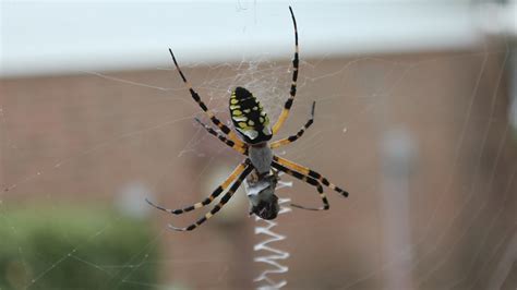 Golden Orb Spider Are They Poisonous Mike Dunne