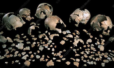 Fossilised Skulls Sima De Los Huesos Stock Image E4360111