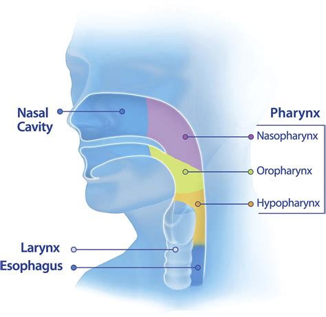The Pharynx Examination Of An Area Too Often Ignored During Upper