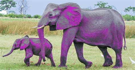 Un Elefante Rosa Bebé Fue Grabado En Sudáfrica Video