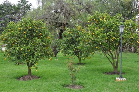 Fruit trees can be hardy and long lasting installments in your landscape. 24 Delicious Backyard Fruit Tree Ideas