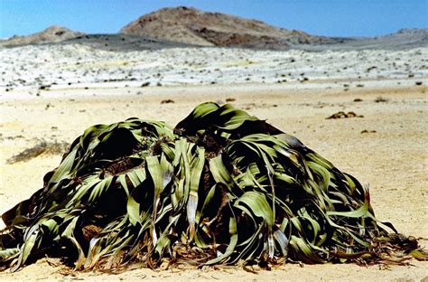 Estudio Revela Secreto Genético De La Welwitschia La Planta Que No