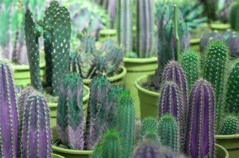 Abstract Purple And Green Cactus Plants In Pots Stock