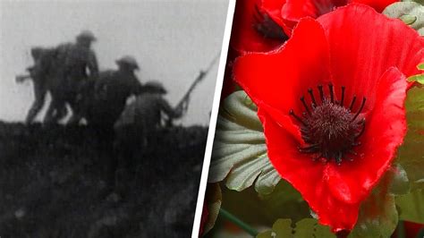 What Is Remembrance Day And Why Is The Poppy Its Symbol Youtube