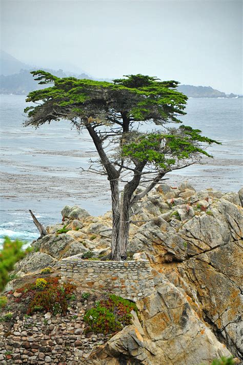 Lone Cypress Letdown In Pebble Beach California Wanderlust For One
