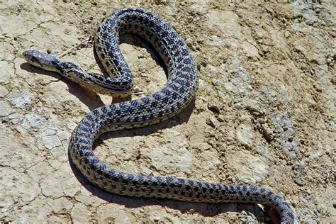 Both the snakes also have a similar look because of their dark spots. Santa Cruz Island Gopher Snake - Channel Islands National ...