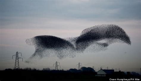 Starling Murmurations Transform Into Stunning Shapes In The Sky