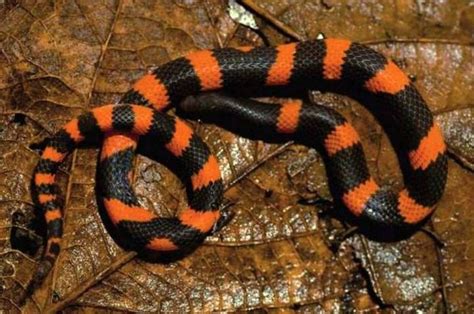 Mereka dikenal memakan ular berbisa, juga ular hognose tiga warna, yang baru saja saya ketahui adalah spesies yang berbeda dari ular hognose barat. Spesies Baru Ular Langka Ditemukan di Pegunungan Meksiko ...