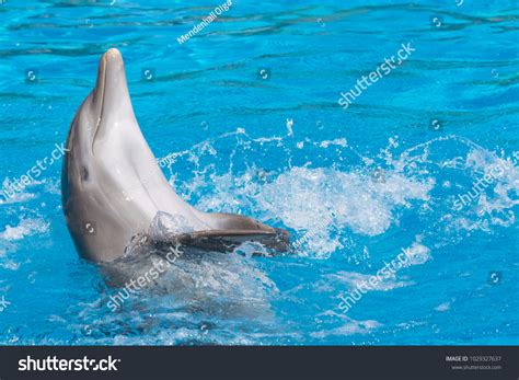 Smiling Dolphin Doing Backstroke Blue Water Stock Photo Edit Now