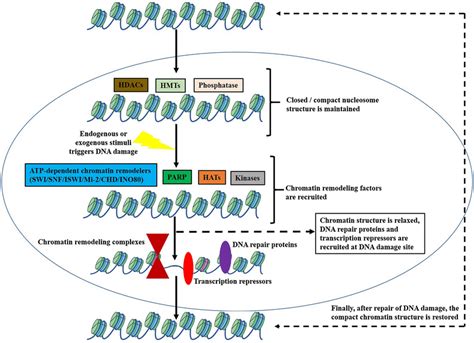 general process of chromatin remodeling closed compact chromatin