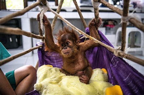One Casualty Of The Palm Oil Industry An Orangutan Mother Shot 74