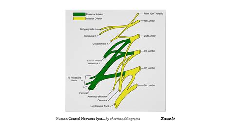 A diagram of the human skeleton showing bone and cartilage. human_central_nervous_system_lumbar_plexus_diagram_poster-rc7d6bd93166c4ab9a0453856a9ac6ca1 ...